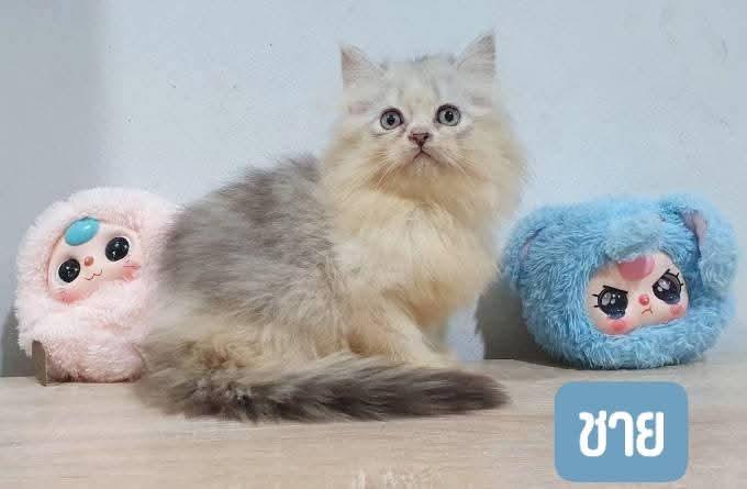 ร้าน ครัวเพชรไพศาล