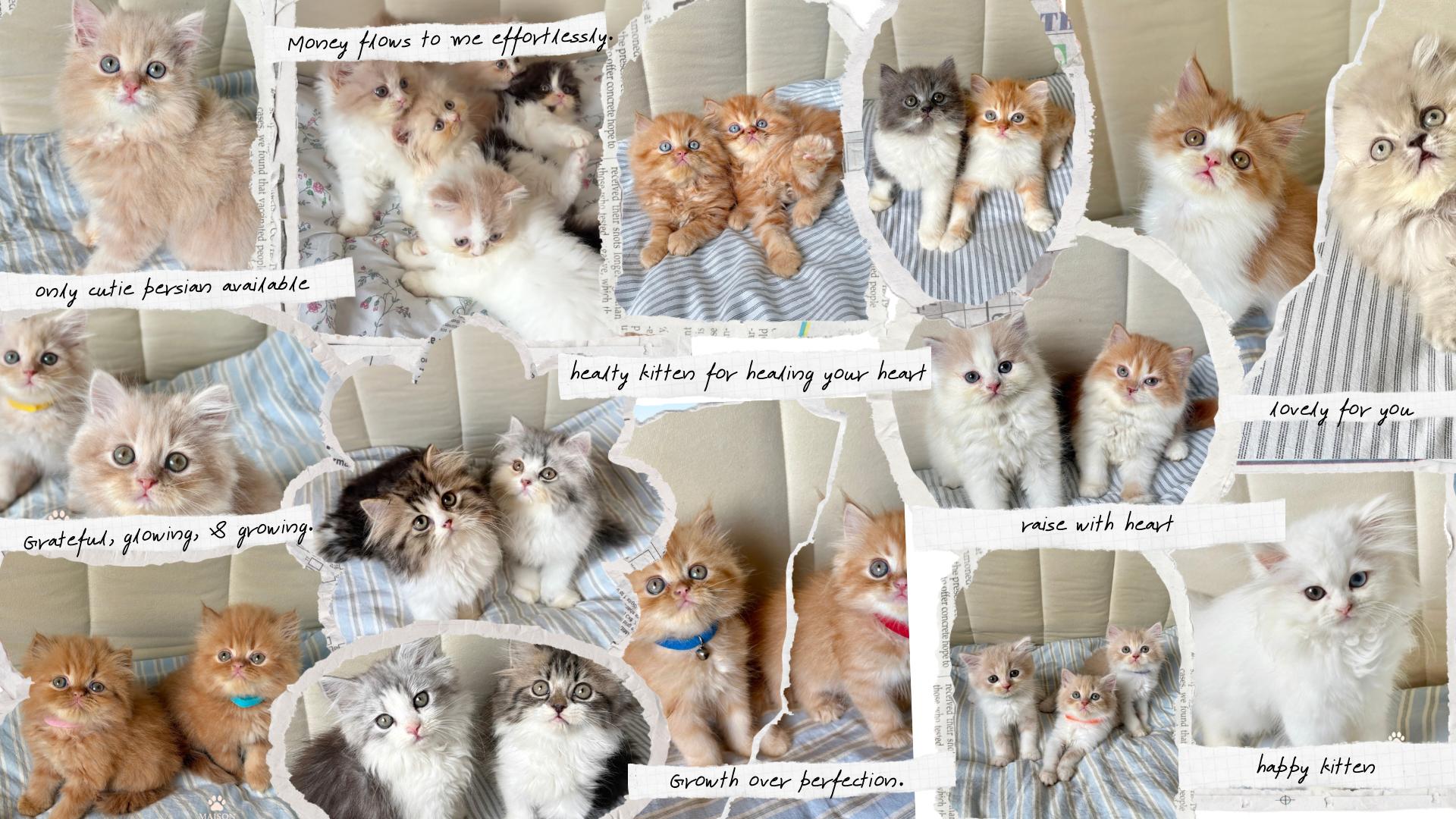 ร้าน Maison de Meow Cattery