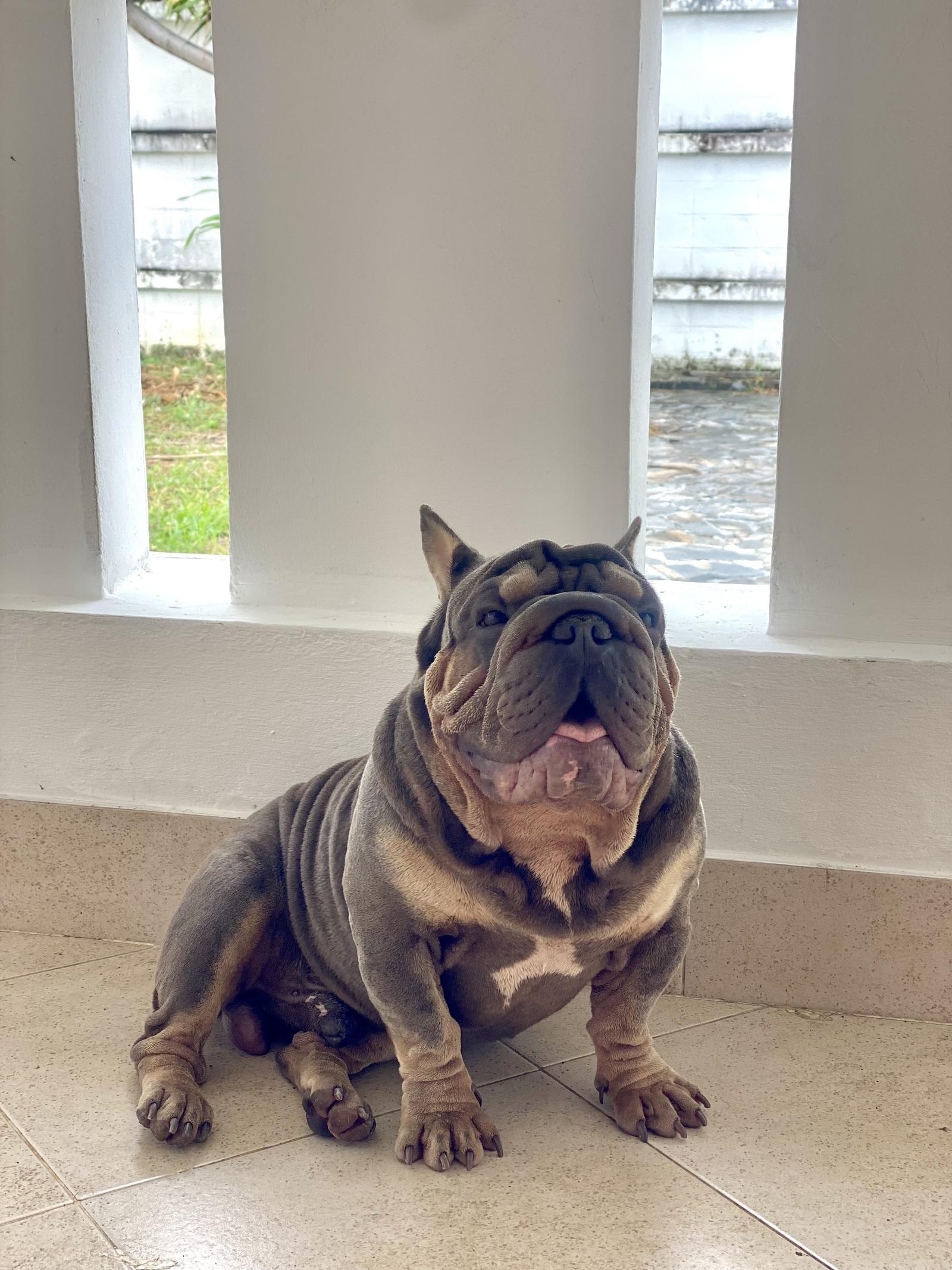 ร้าน Viewroyalbulls