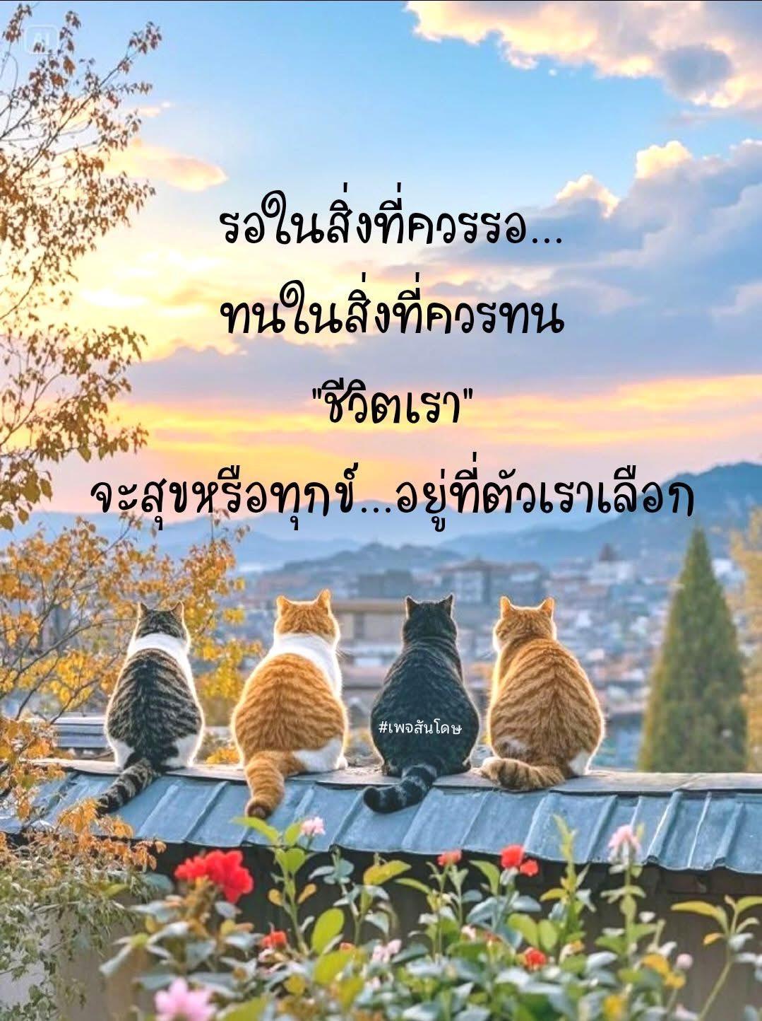 ร้าน My Home Cats