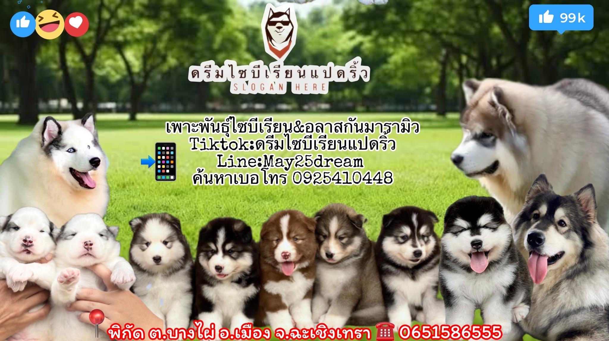 ร้าน ไซบีเรียนแปดริ้ว