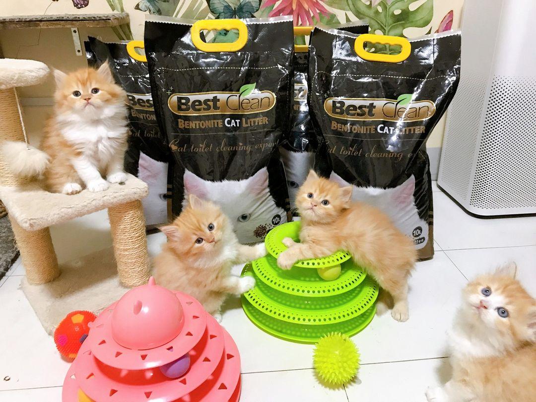 ร้าน ABHAAMZA PETSHOP