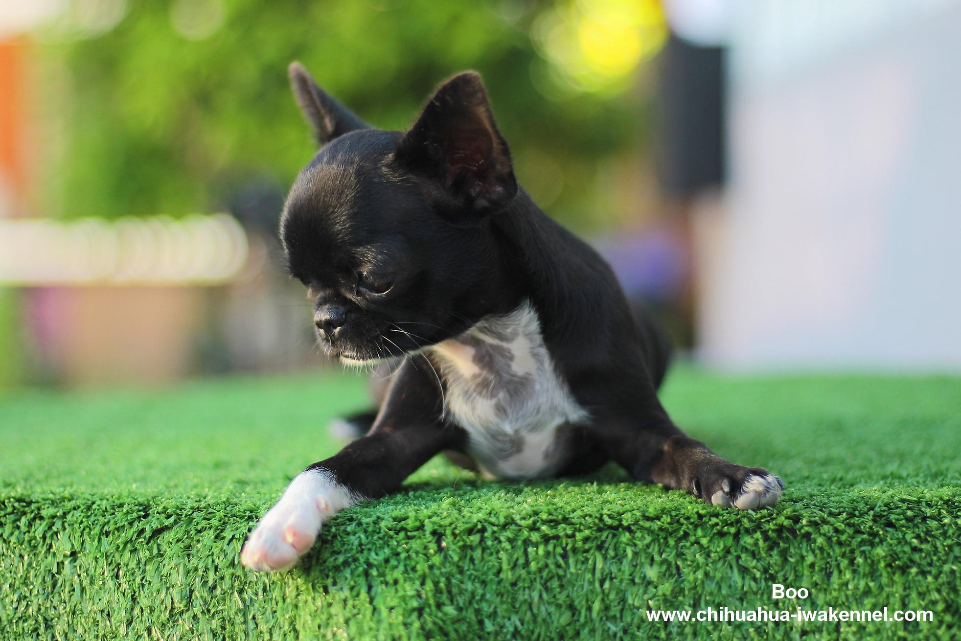 ร้าน Chihuahua iwa kennel 