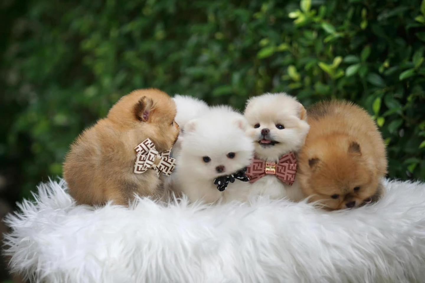 ร้าน A-Z FAMILY PETS