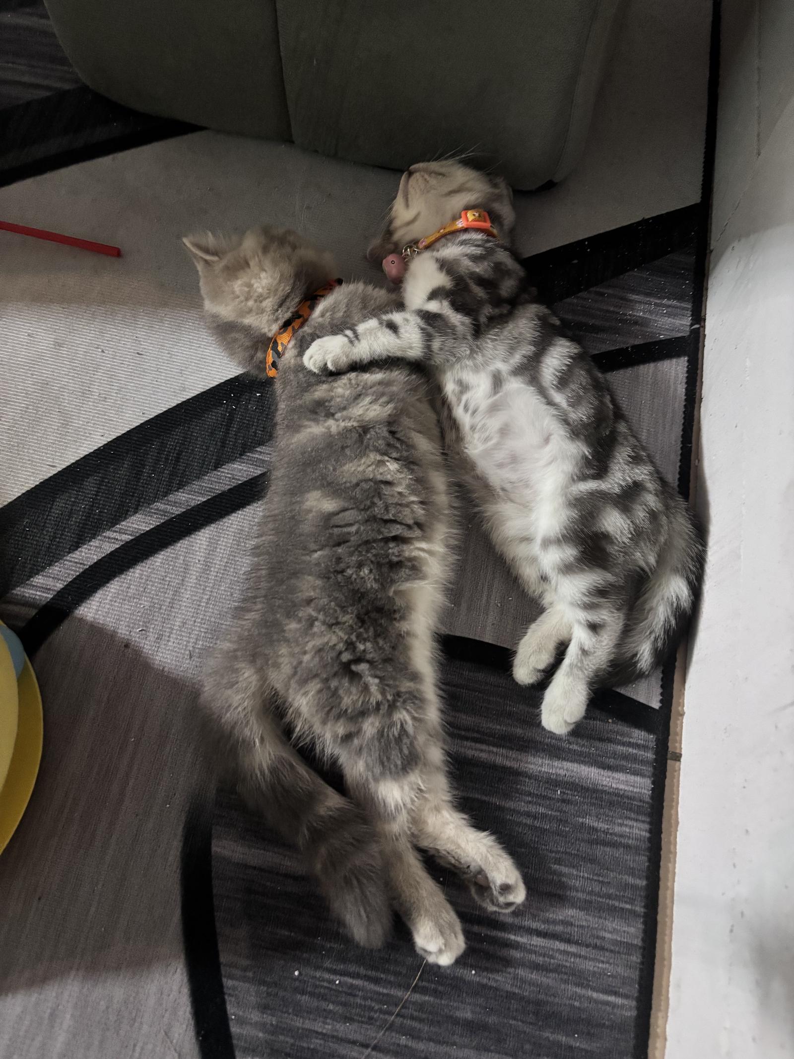 ร้าน Ketsala บ้านแมว