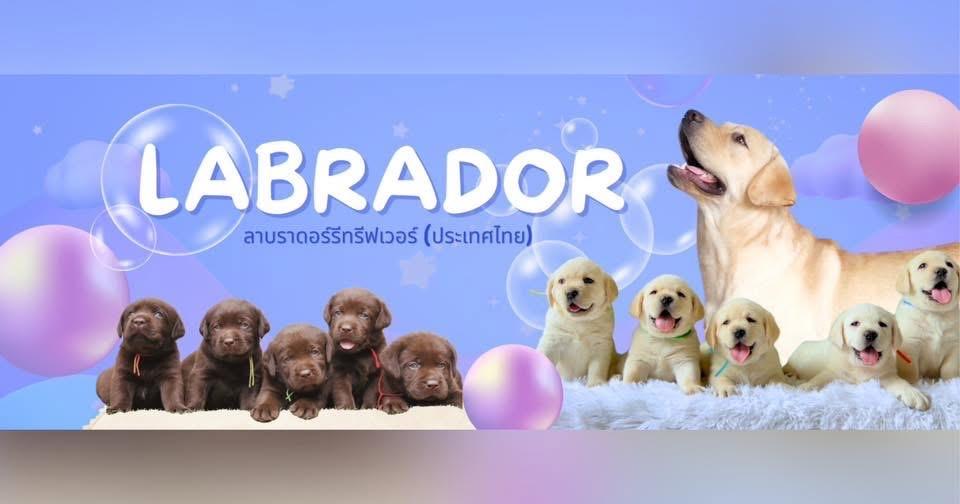 ร้าน KRATHIN LABRADOR