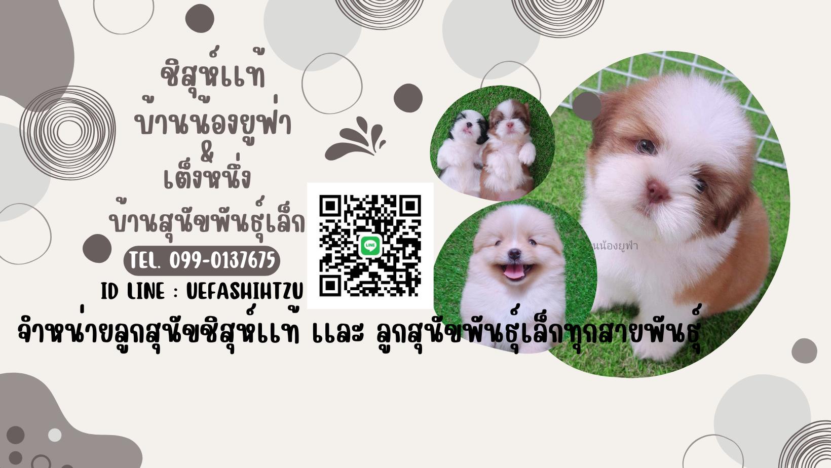 ร้าน เต็งหนึ่งบ้านสุนัขพันธุ์เล็ก