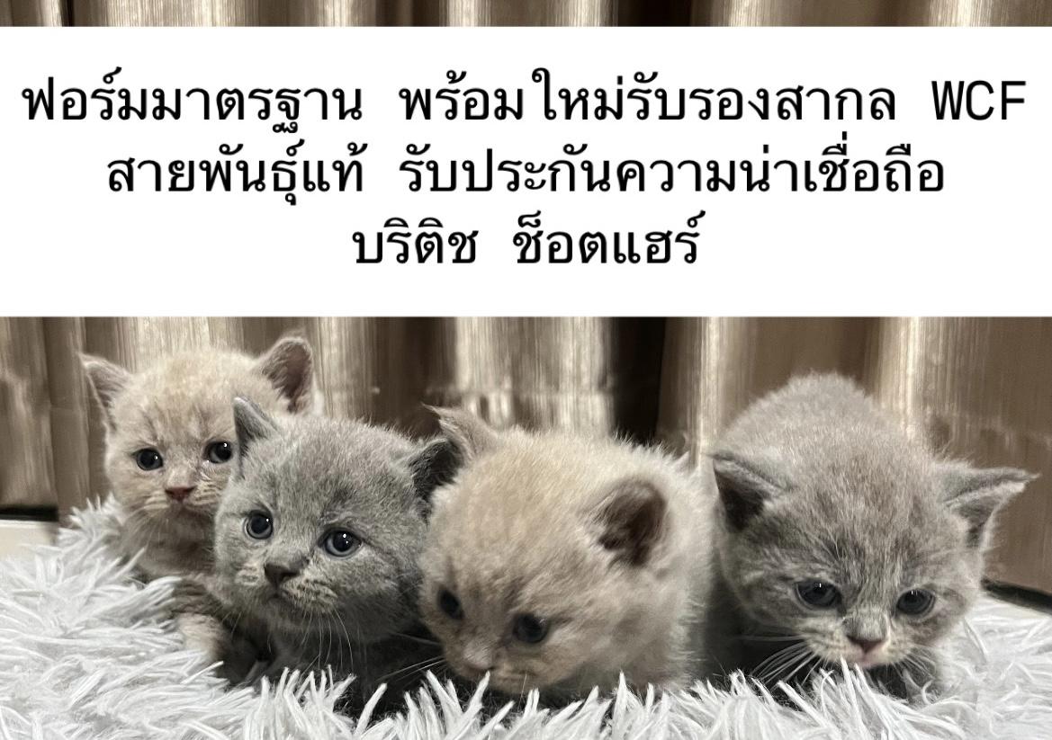 ร้าน The iCat  Home