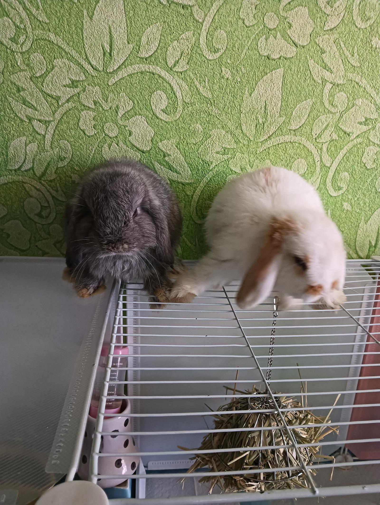 ร้าน vera rabbit home 