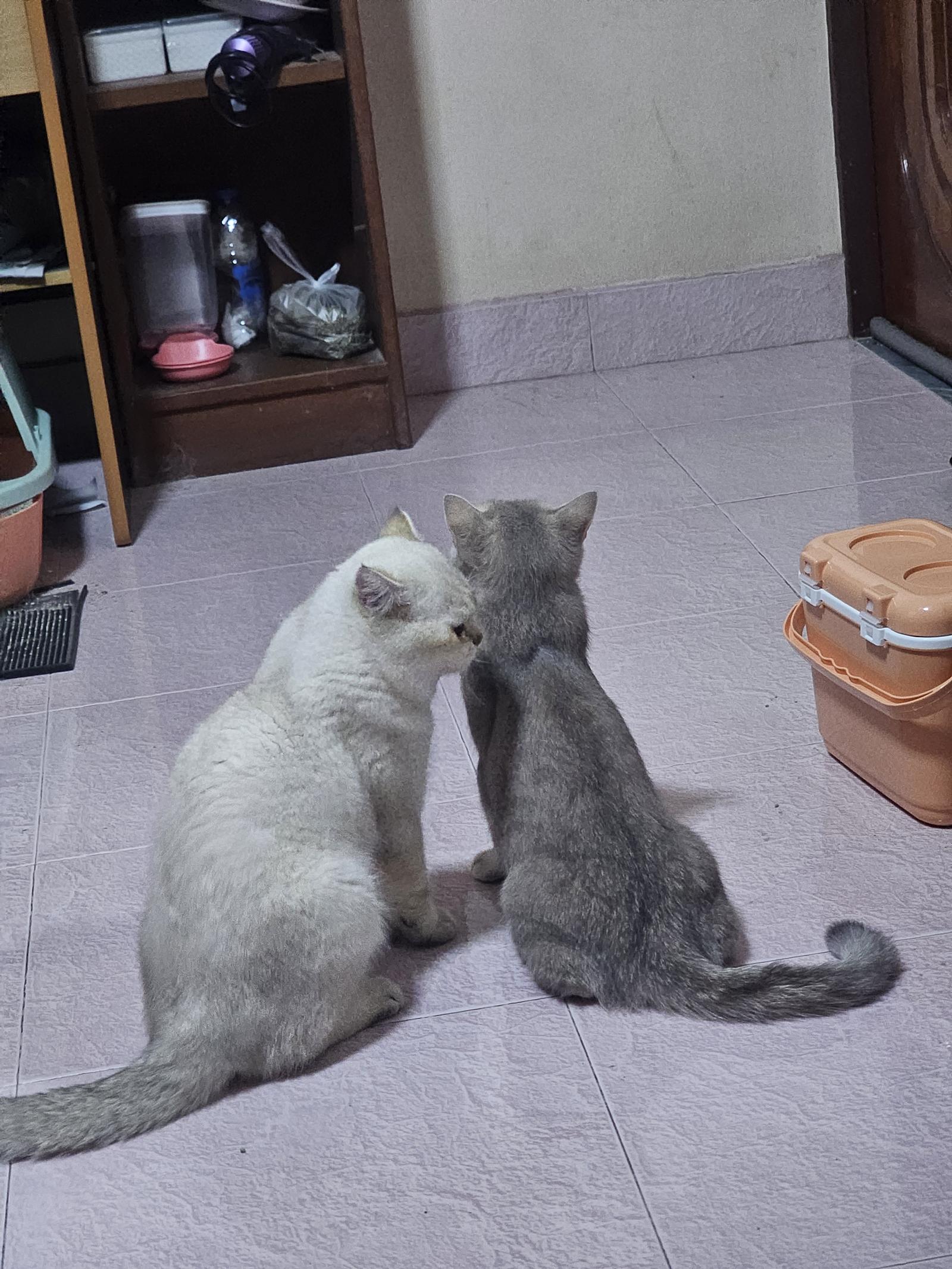 ร้าน Cat Cute