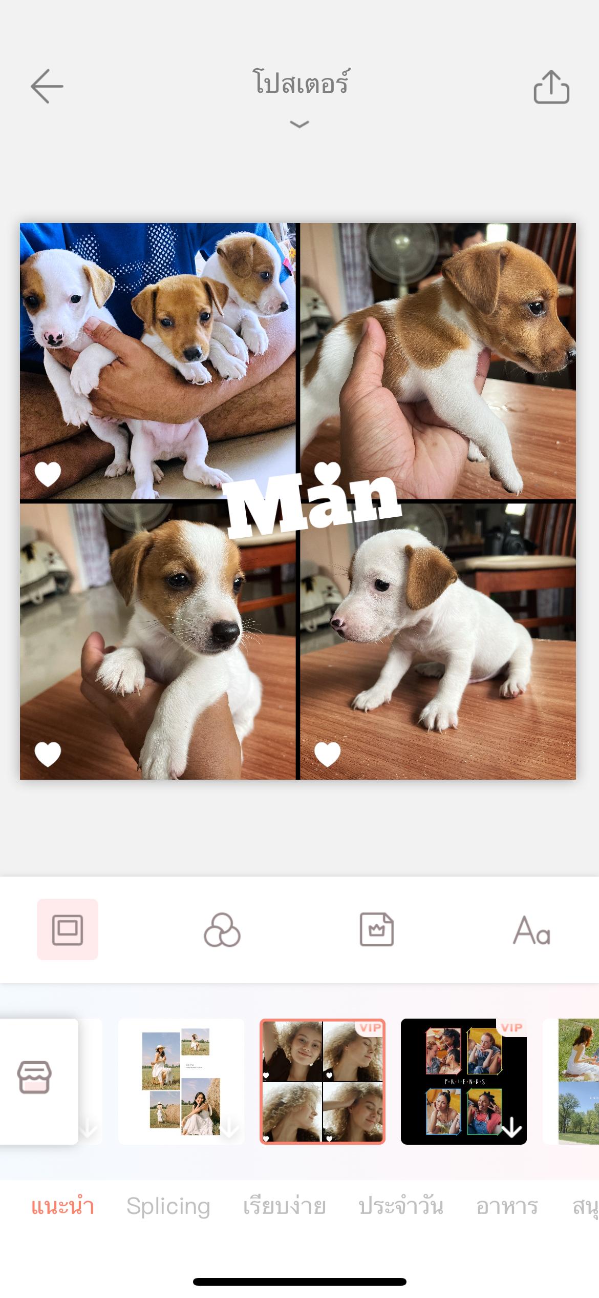 ร้าน Love pets