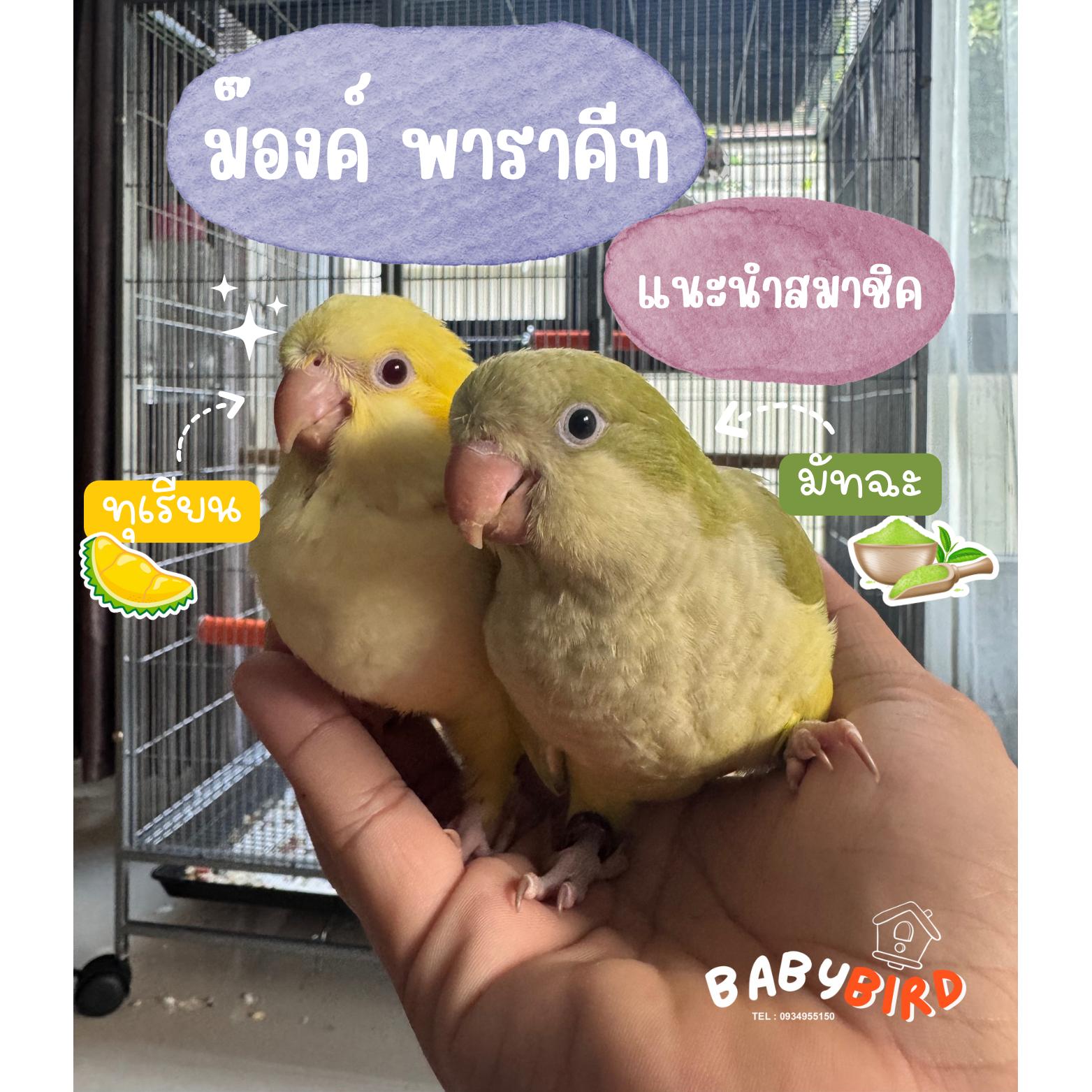 ร้าน Babybird-เจ้านกจิ๋ว