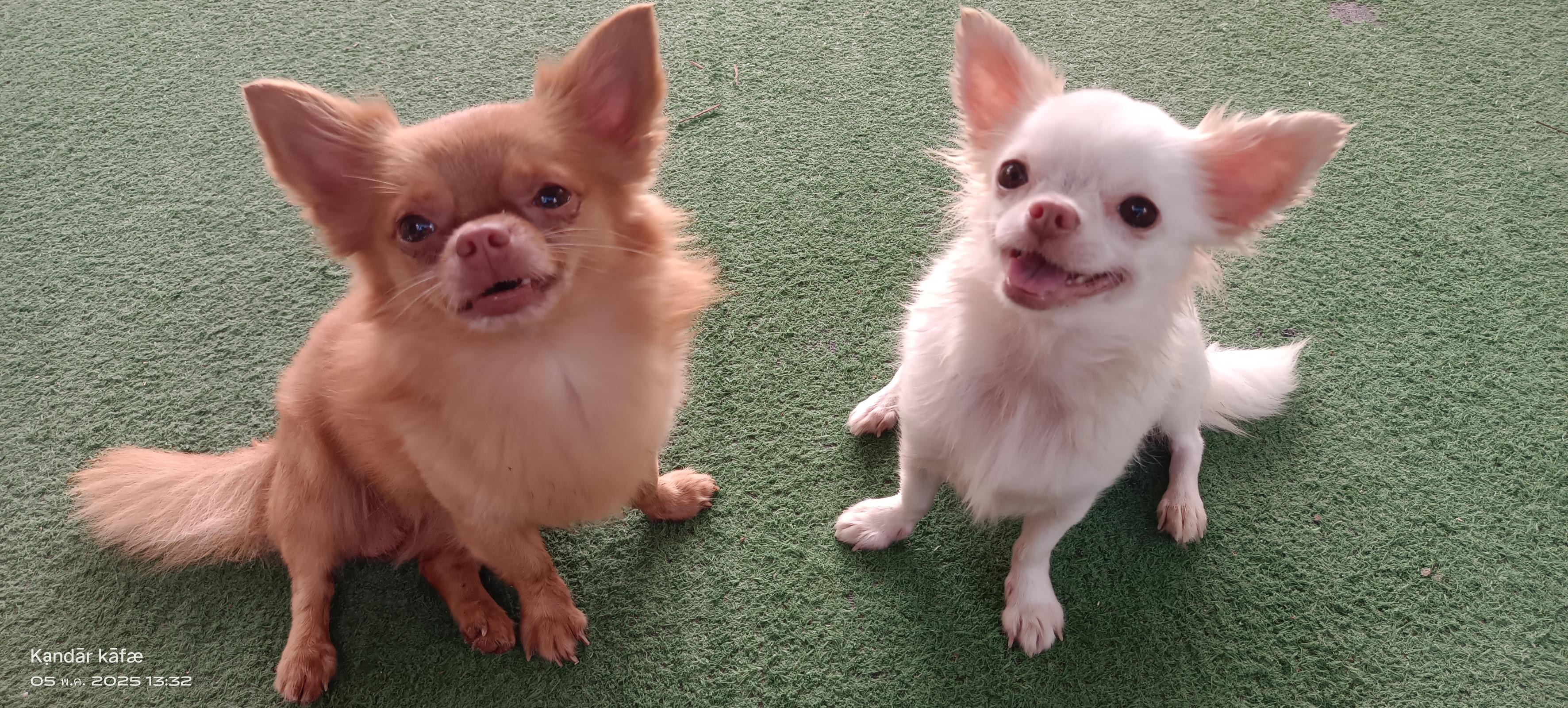 Chihuahua Wolf shop