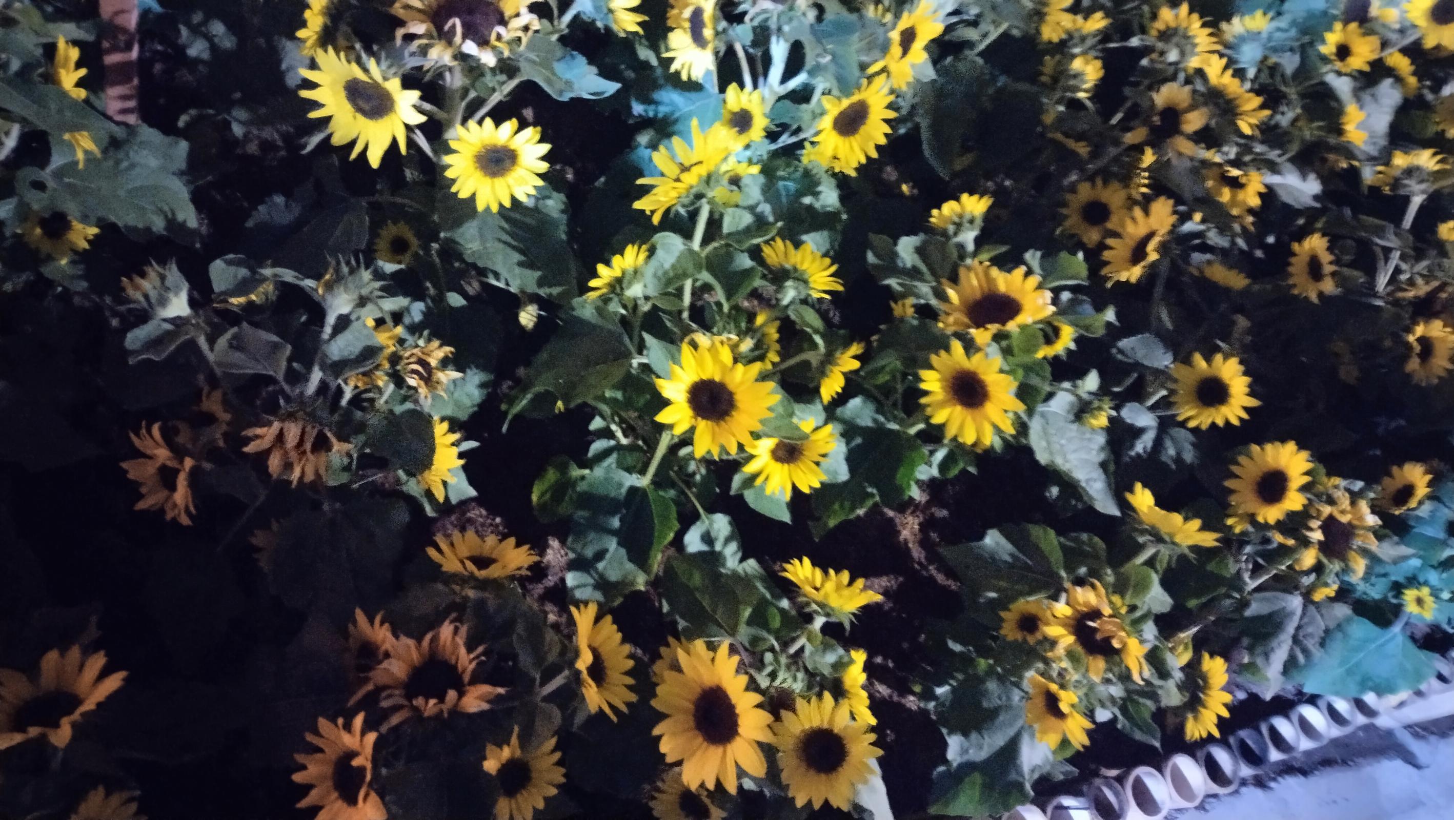 ร้าน พรญาณี ปรีดาซิรุฬห์กุล