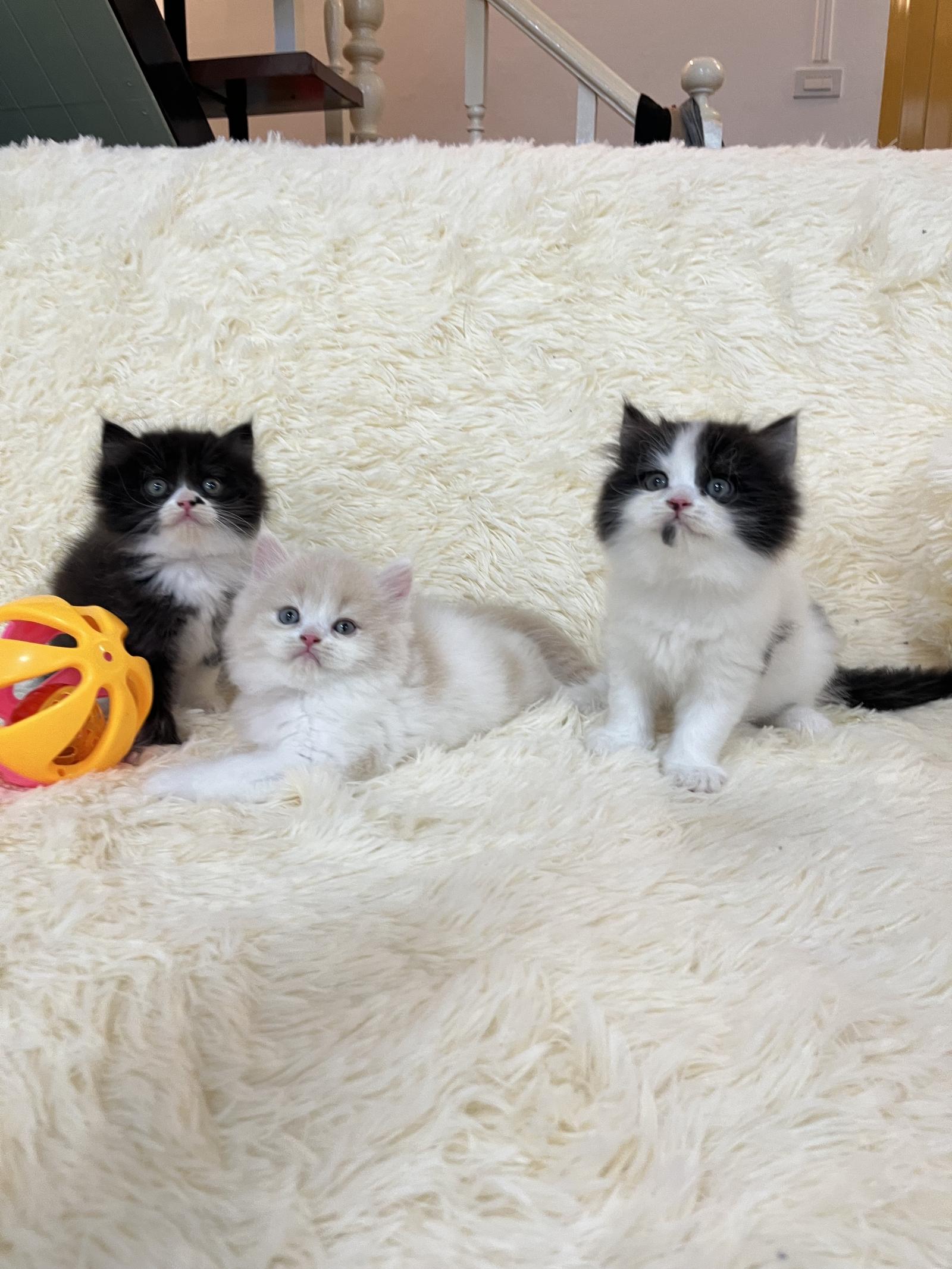 ร้าน cat เหมียว