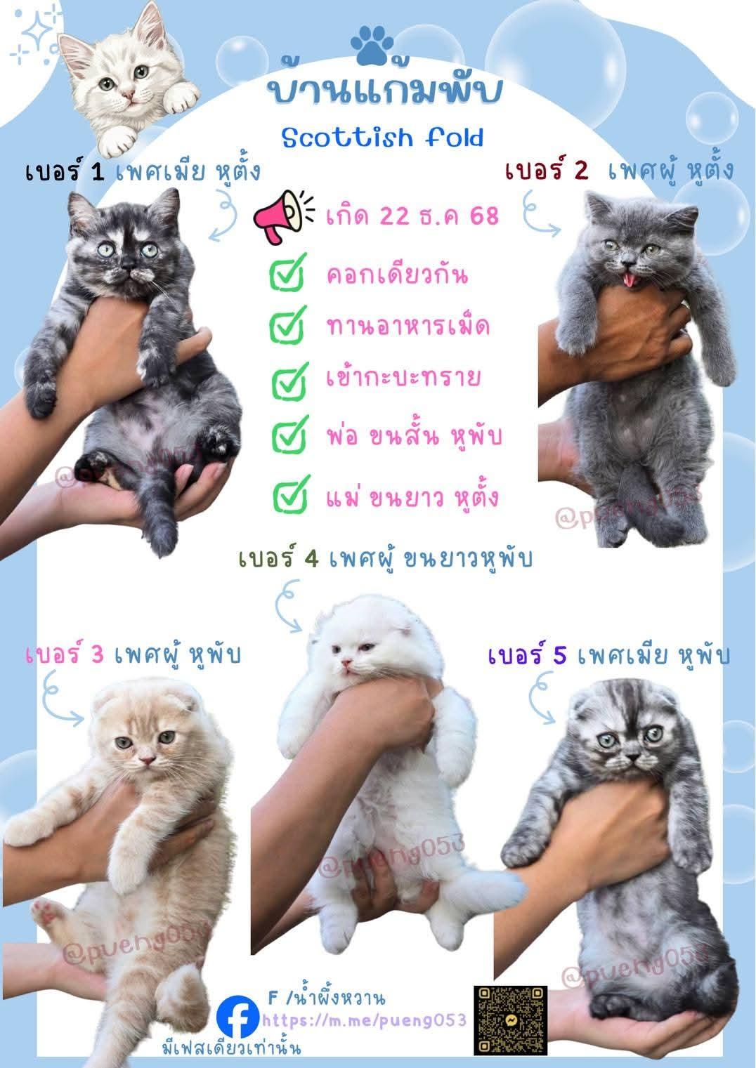 ร้าน 🏡🌼Ban Kaem Phap📢🌼