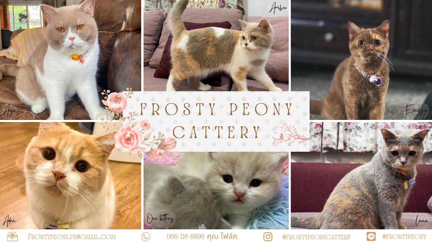 ร้าน Frosty Peony Cattery : British Shorthair