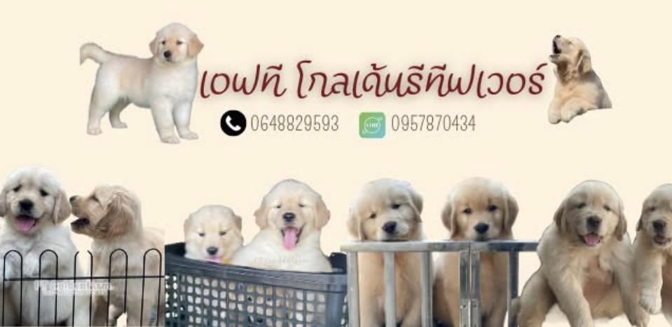 ร้าน FT Goldenfarm.