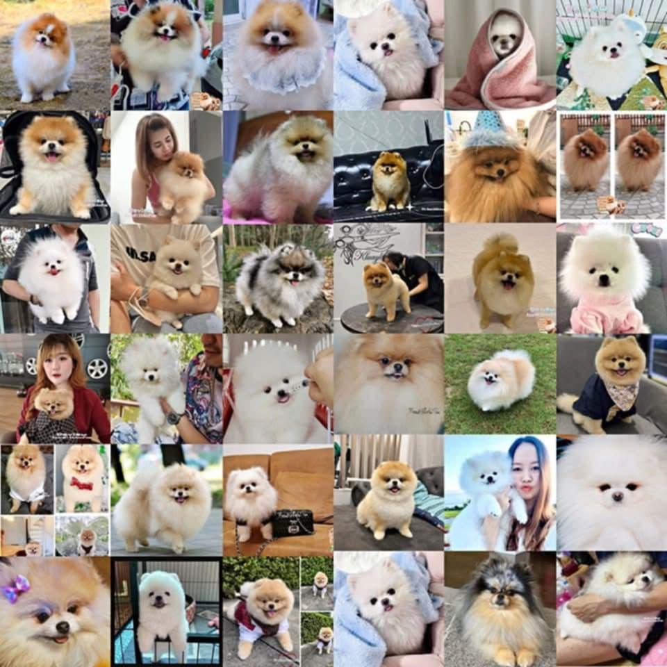 ร้าน BaanMilkAnnPom