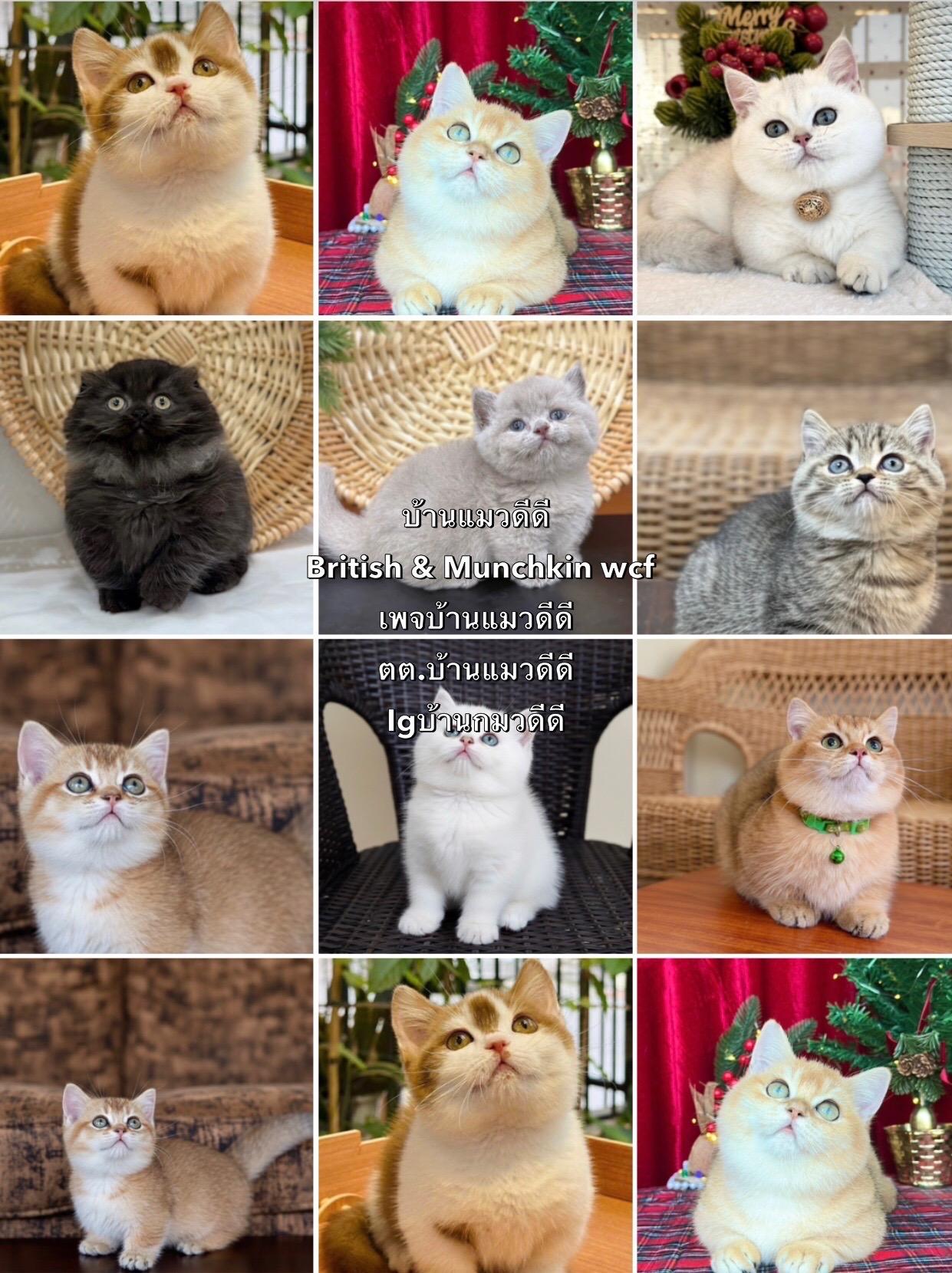 ร้าน บ้านแมวดีดี