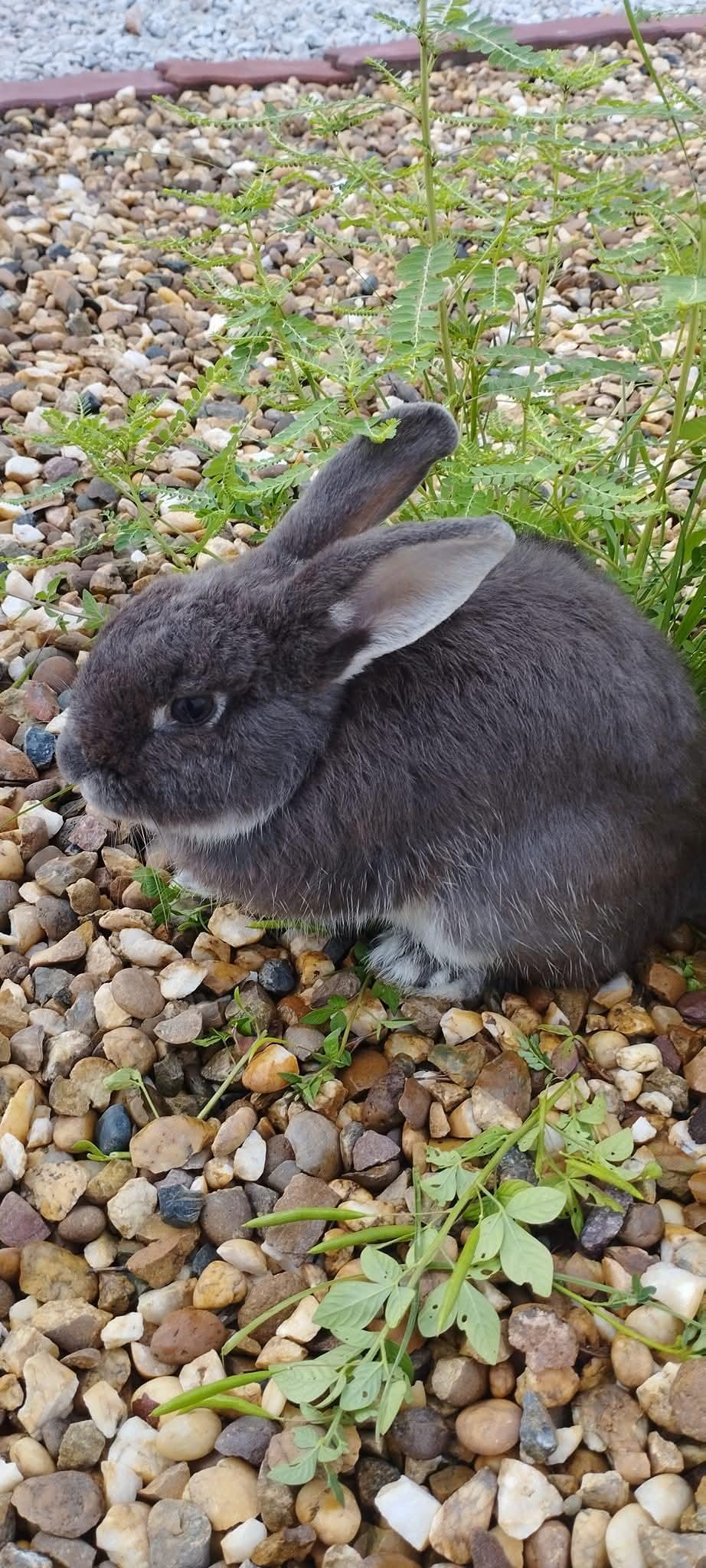 ร้าน น้องปลาทู เลดี้ 