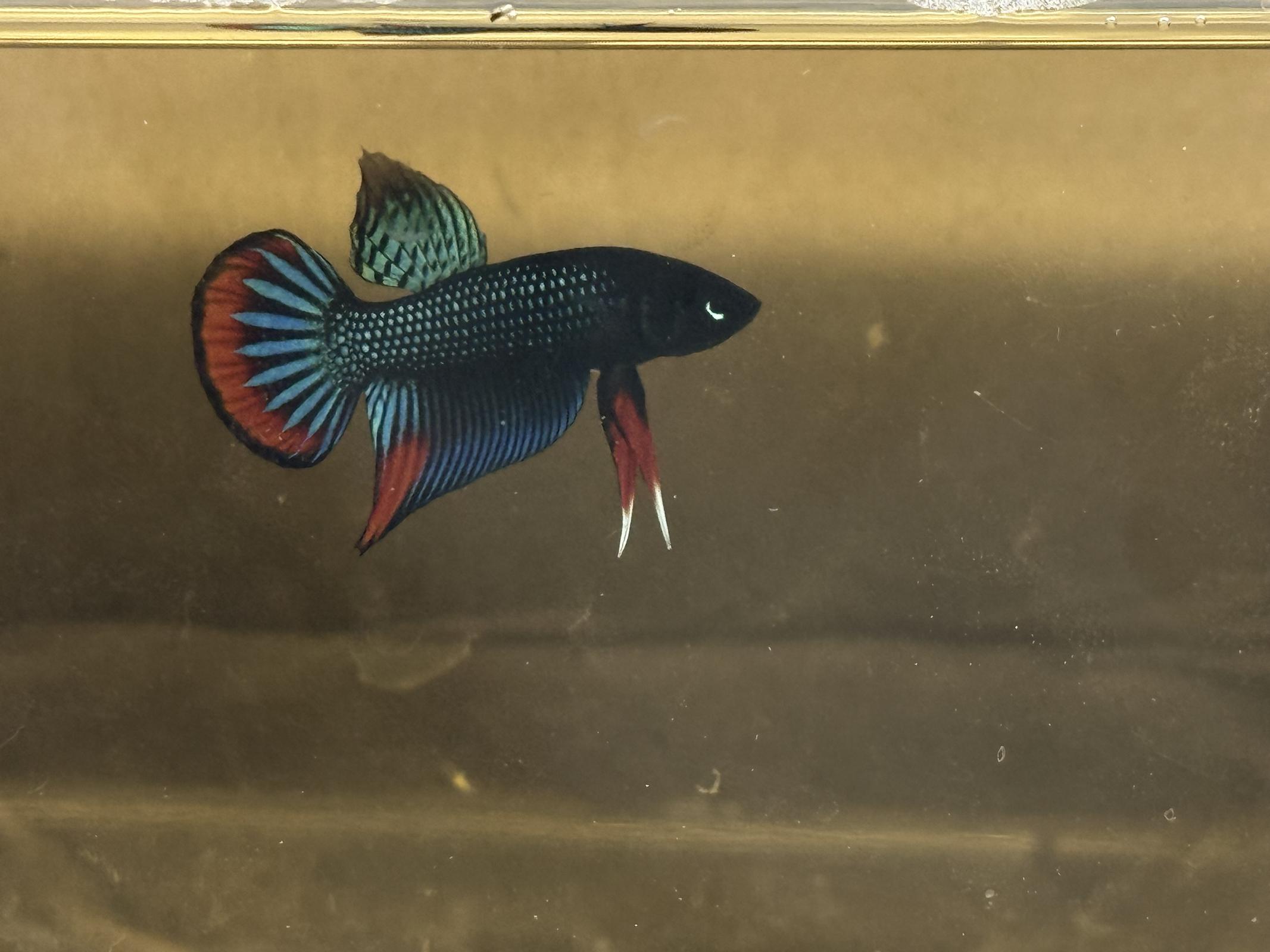 ร้าน ปลากัดป่า