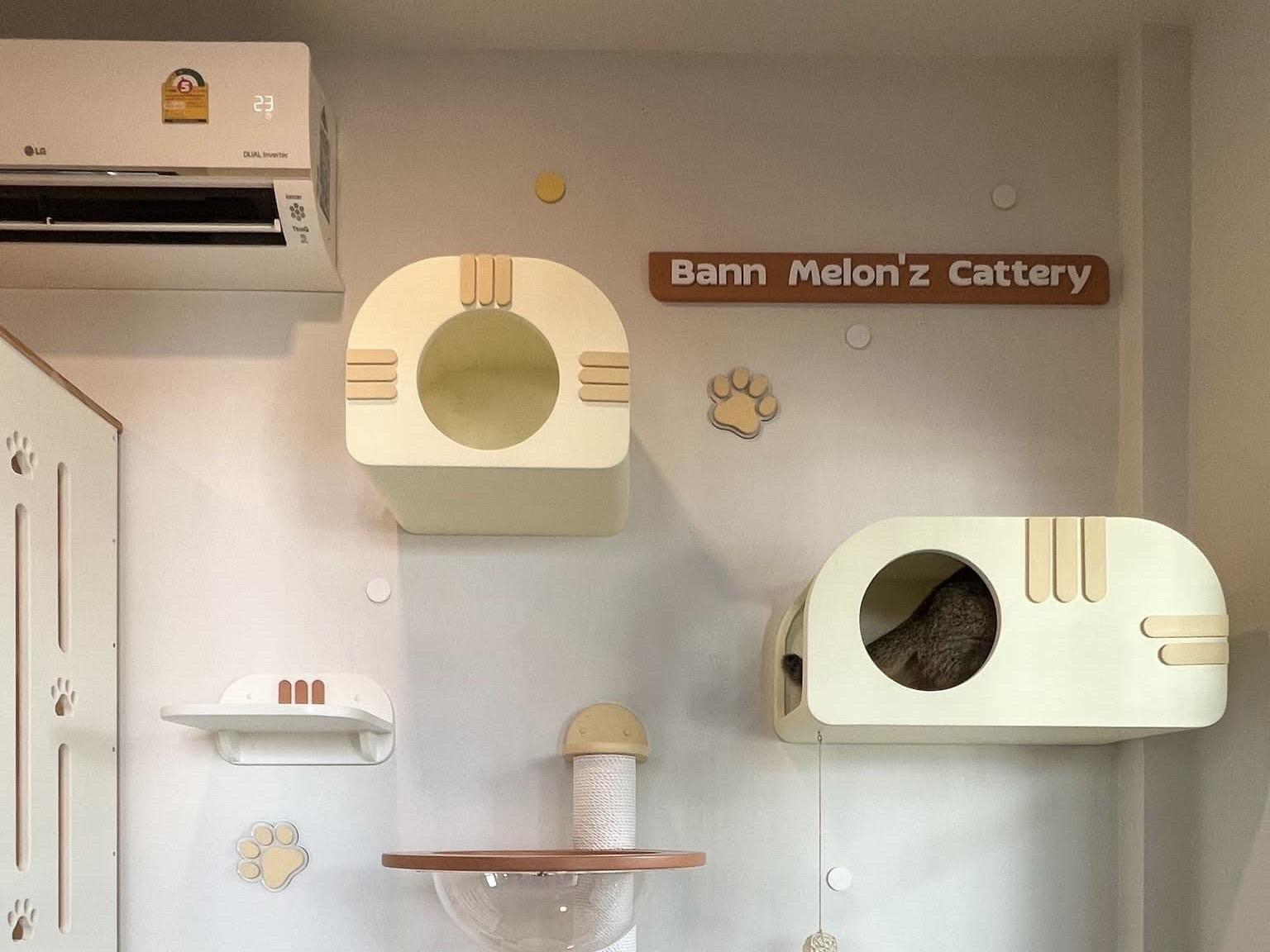 ร้าน Melon’z Land Cattery
