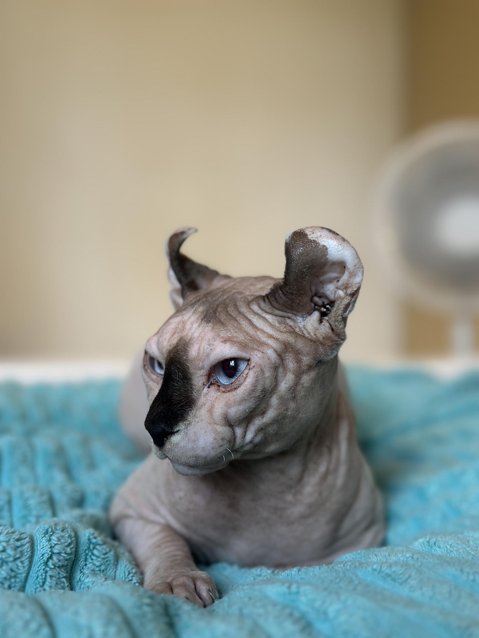 ร้าน SphynxCare Koh samui