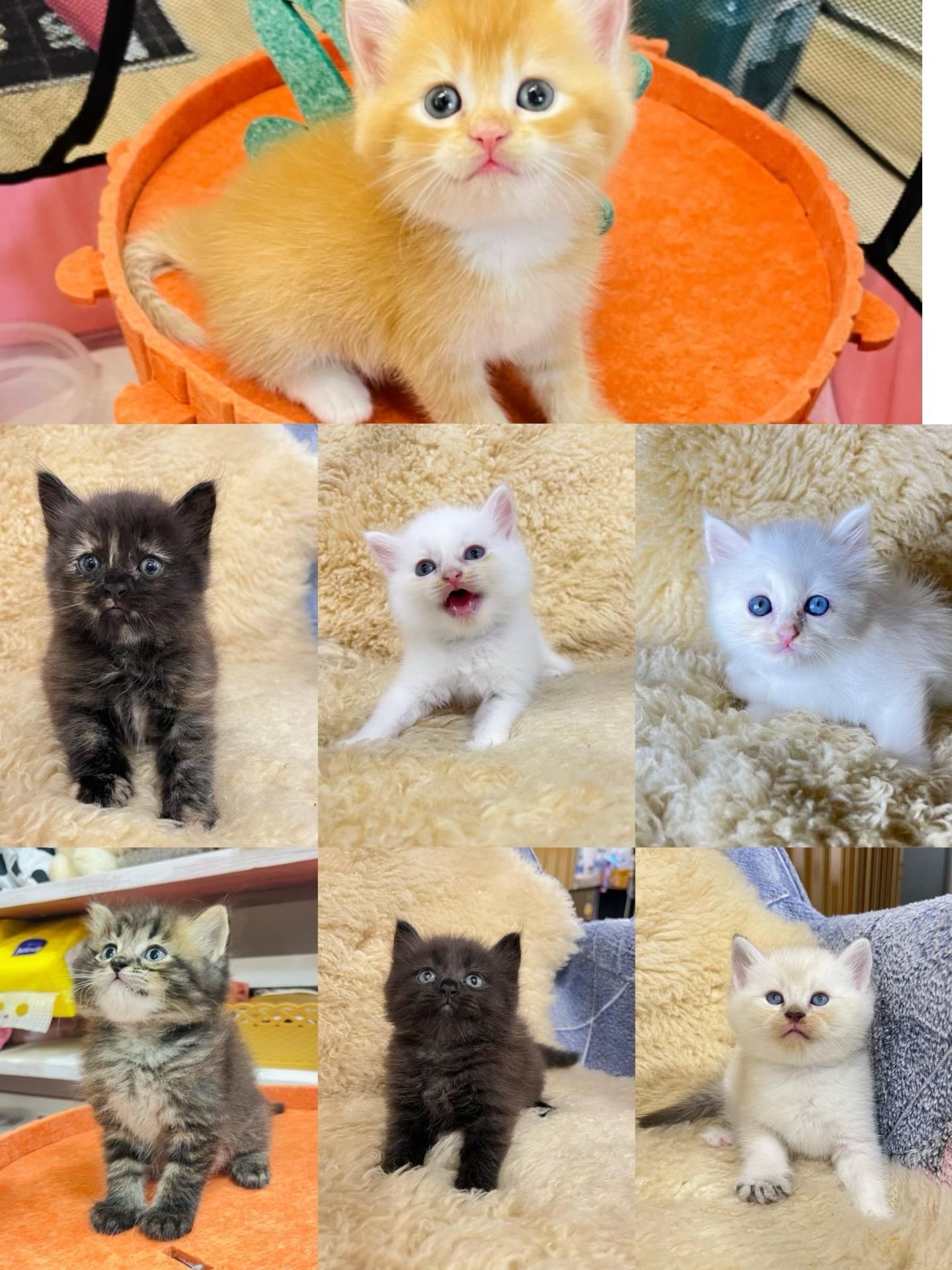 ร้าน cat เหมียว