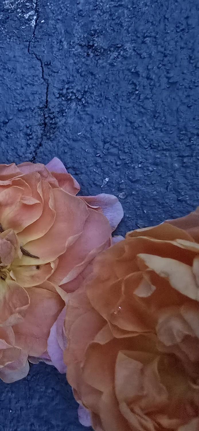 ร้าน บ้านมะนาว