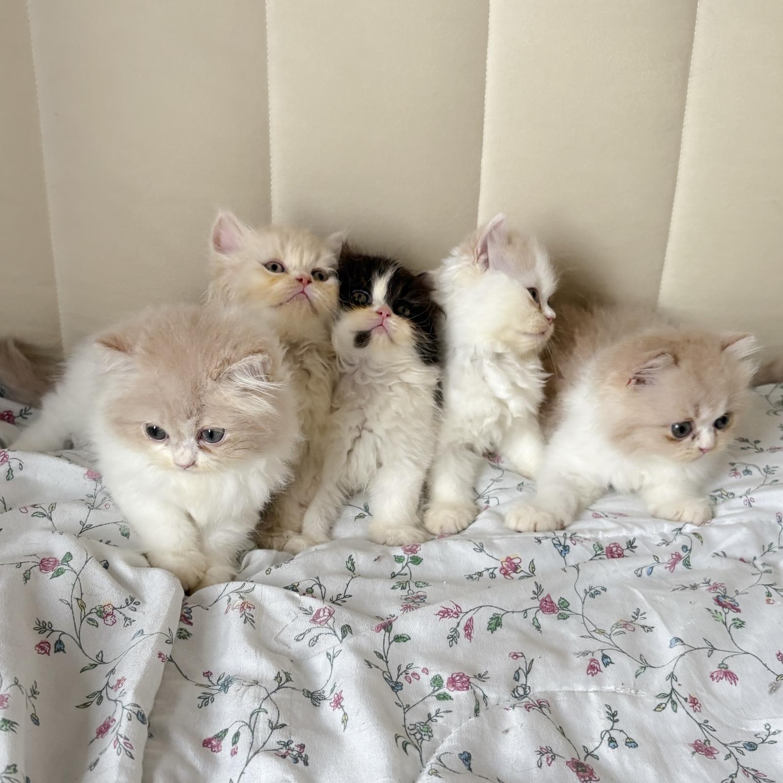 ร้าน Maison de Meow Cattery