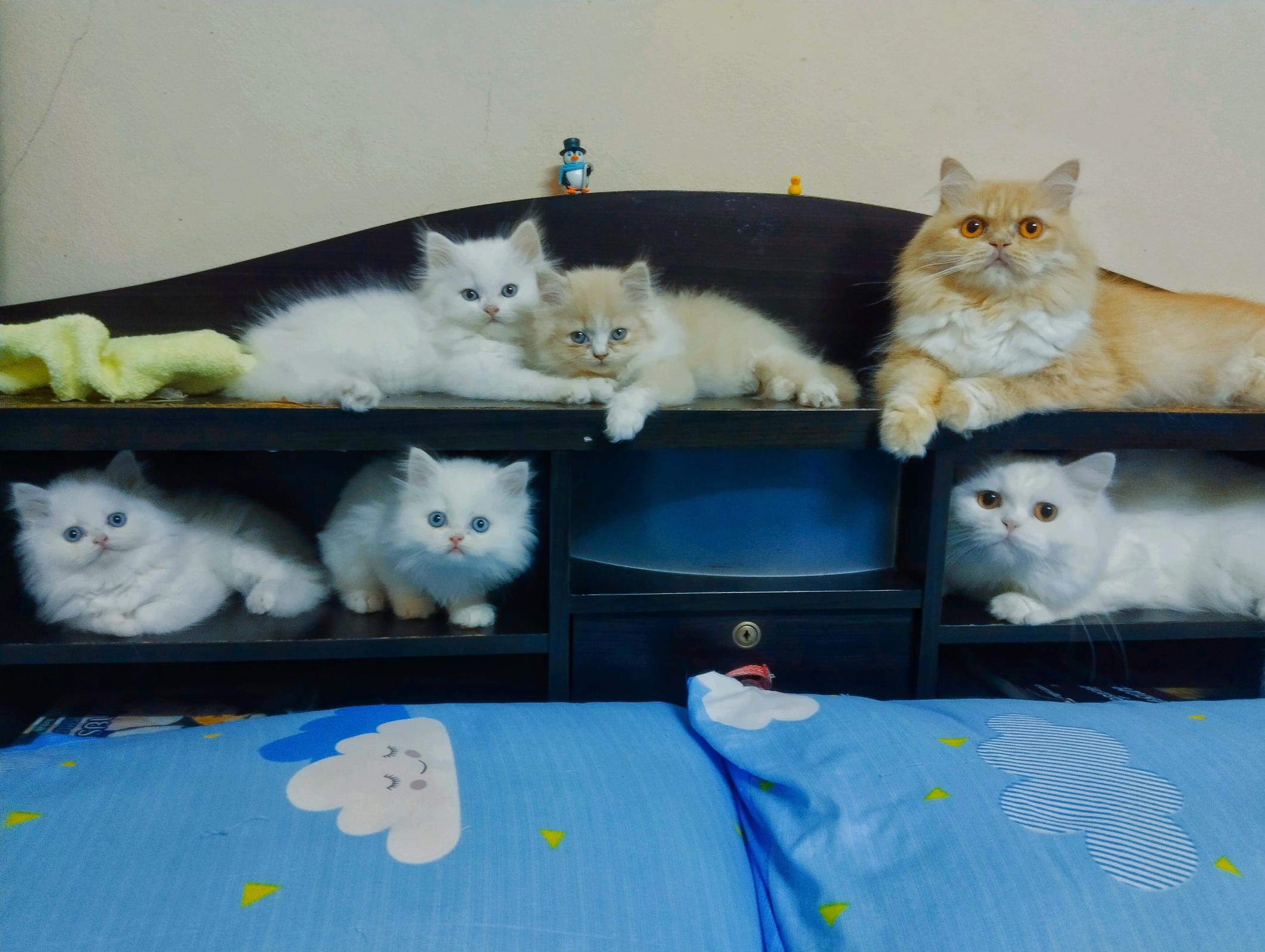 ร้าน Persian 