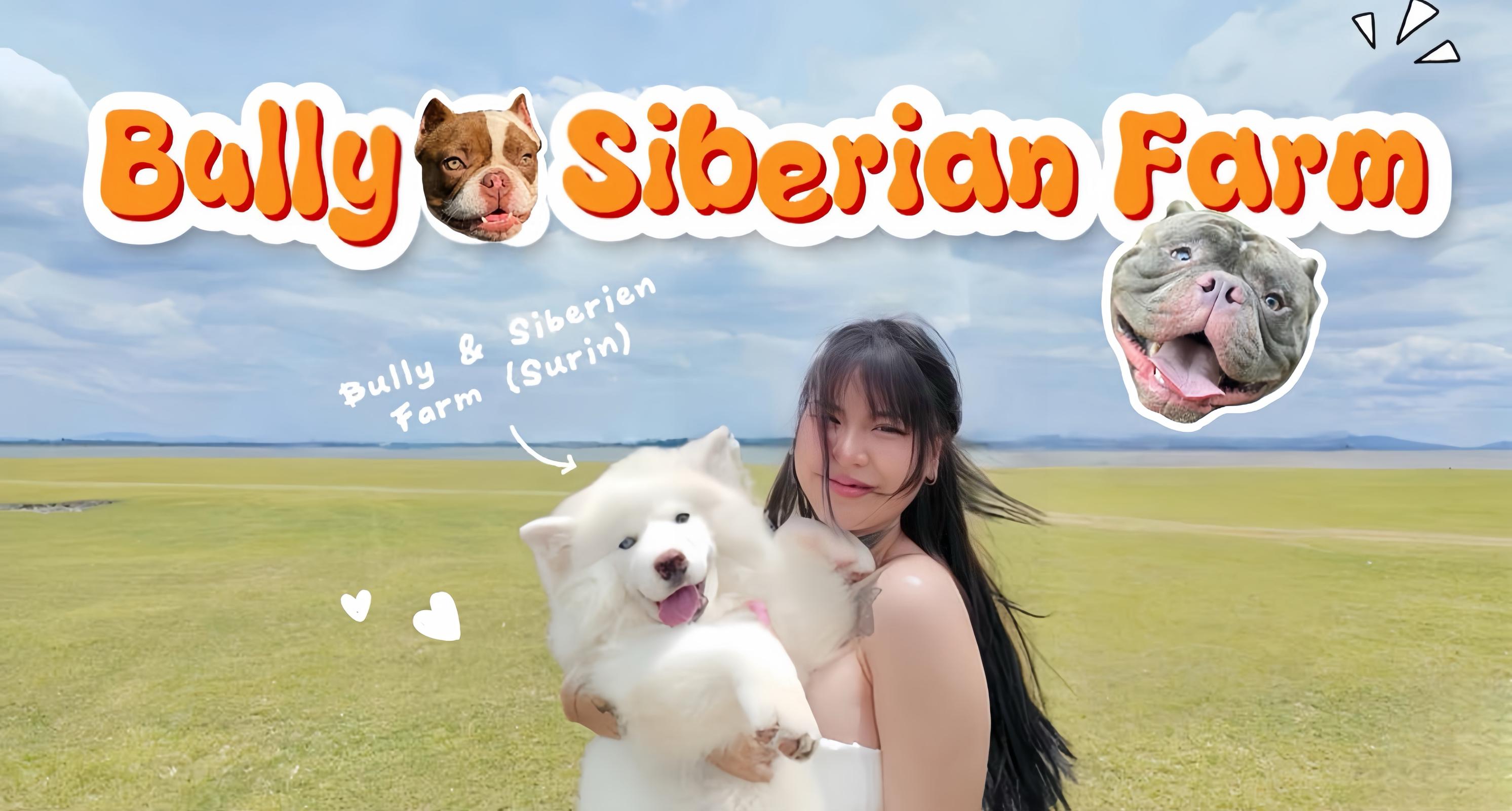ร้าน Bully&Siberian บูลลี่&ไซบีเรียนฟาร์ม