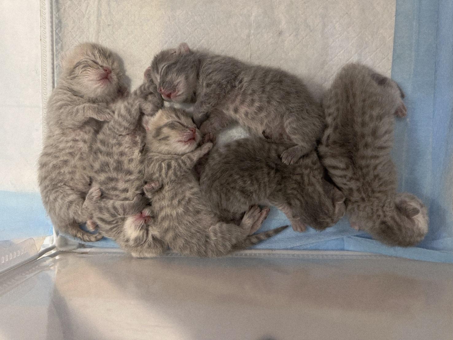 ร้าน Freesia Kitten