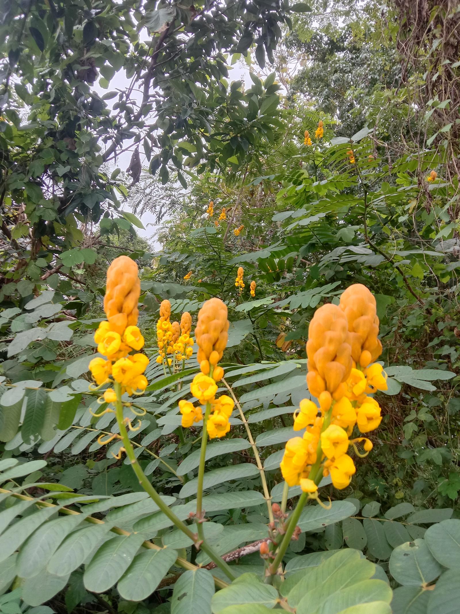 ร้าน จารุภา สุภา