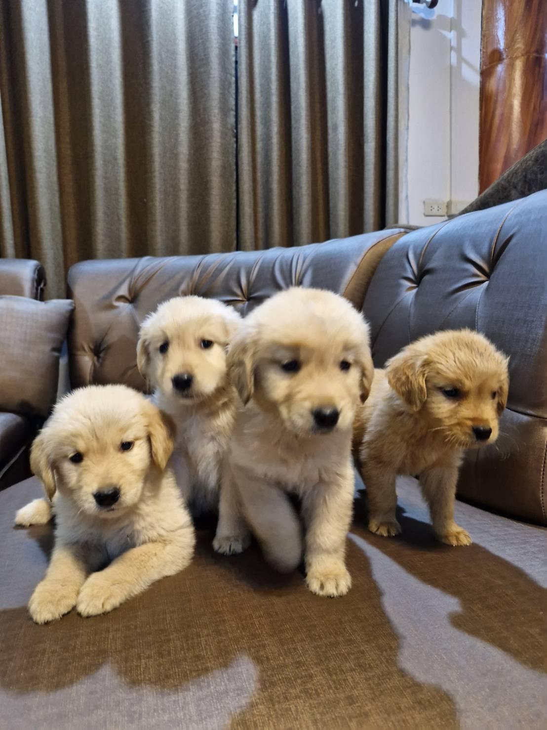 ร้าน โกลเด้นแม่ย่า