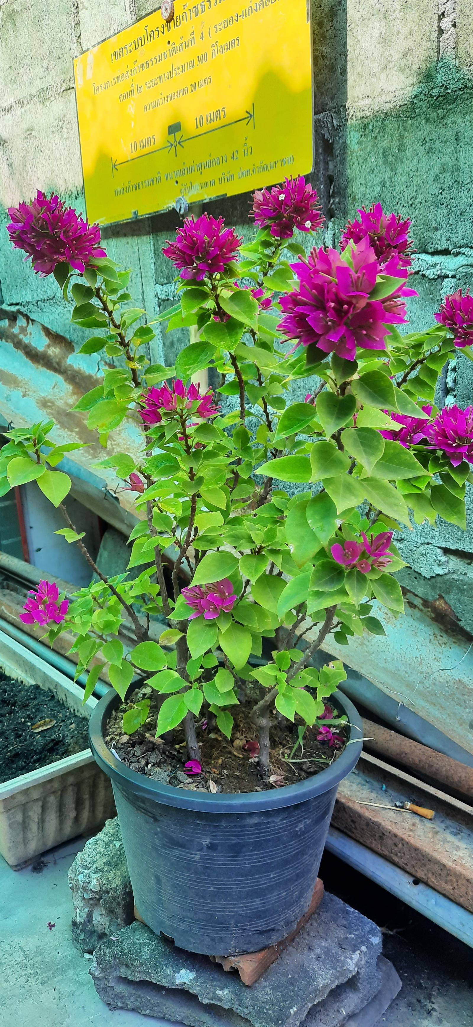 ร้าน AeNongBon777