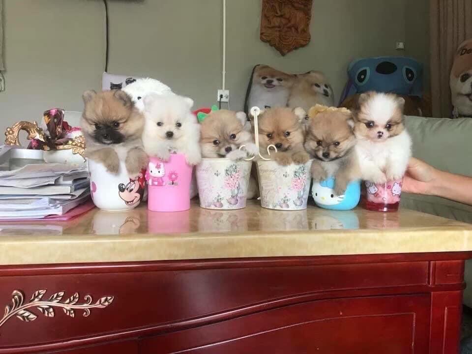 ร้าน 🐶จำหน่ายสุนัขPomeranian Dogแท้💯🐶