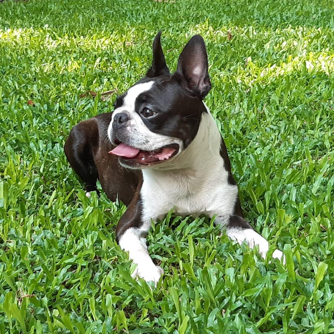 ร้าน SK Boston Terrier Thailand