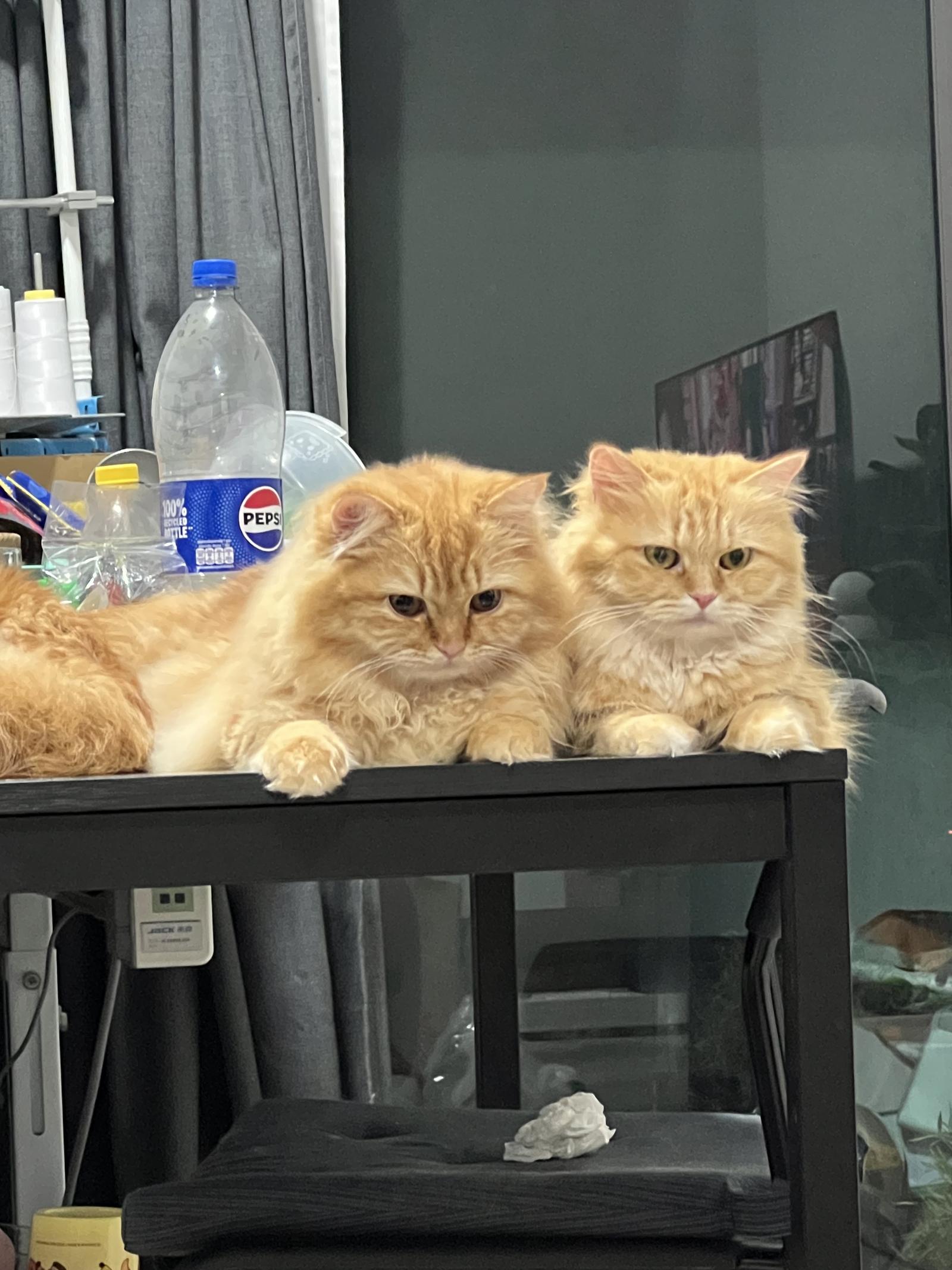 ร้าน แมวส้ม