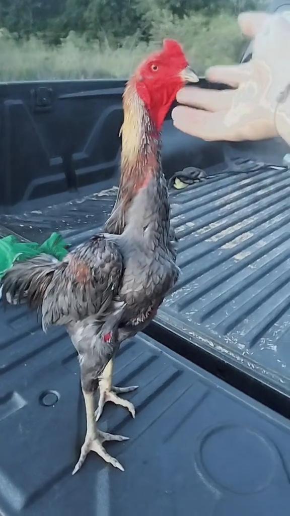 ร้าน กอล์ฟปี้ซิ่ง