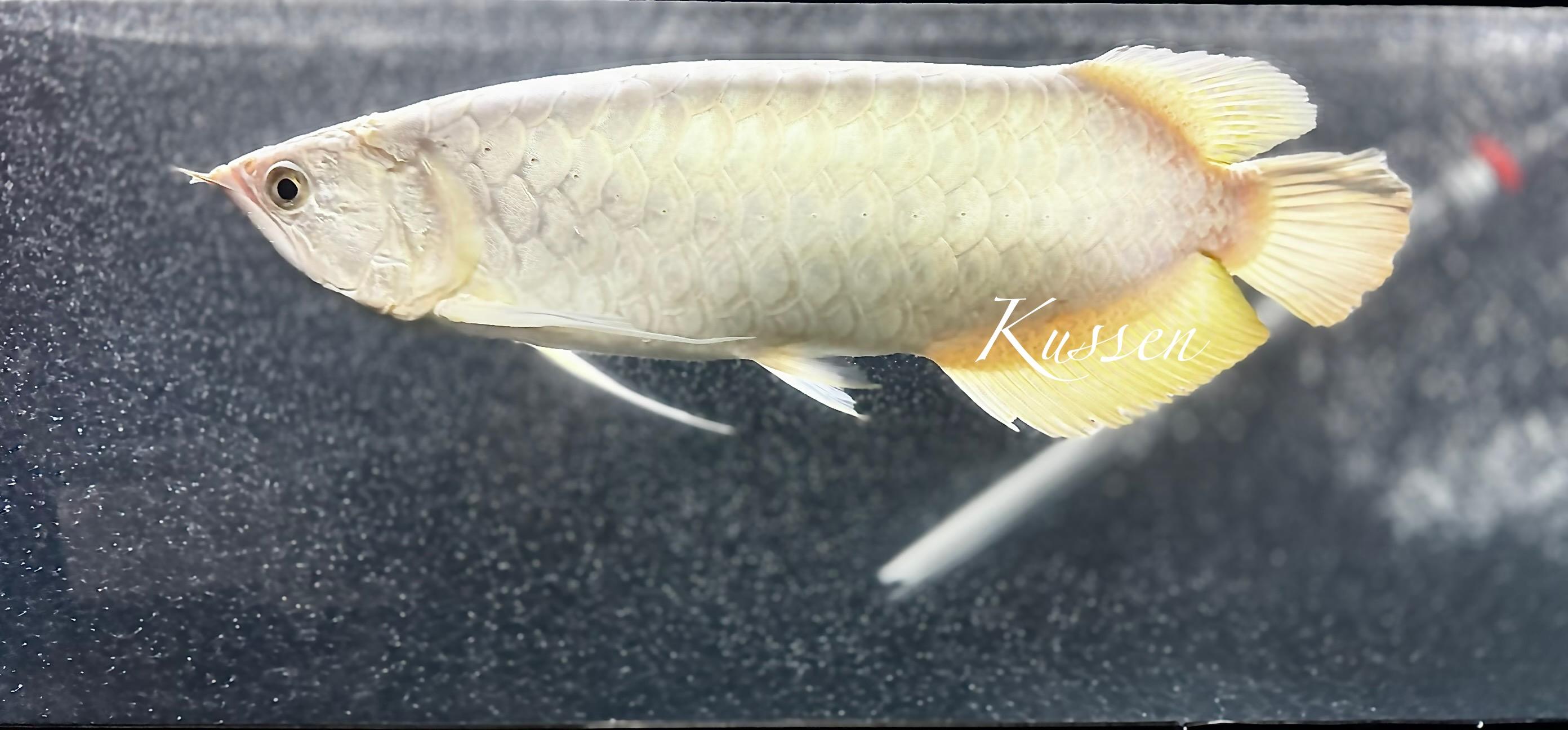 ร้าน Platinum Arowana