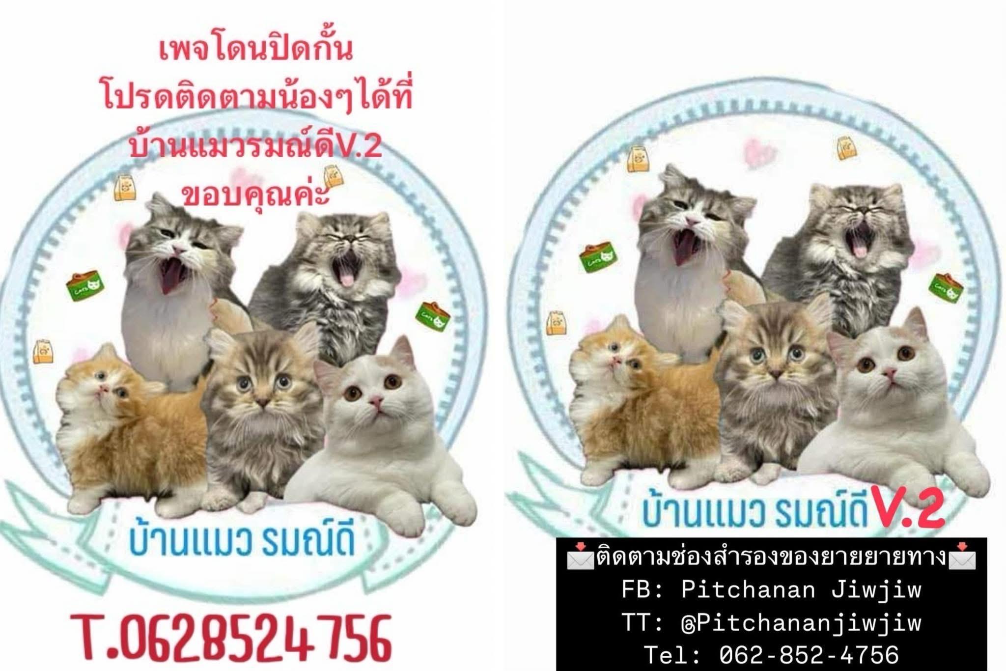 ร้าน บ้านแมวรมณ์ดี
