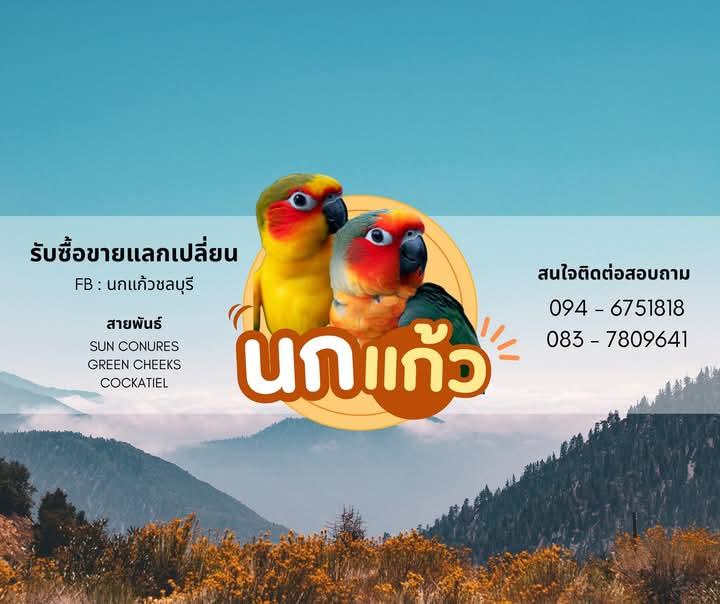 ร้าน นกแก้ว ชลบุรี