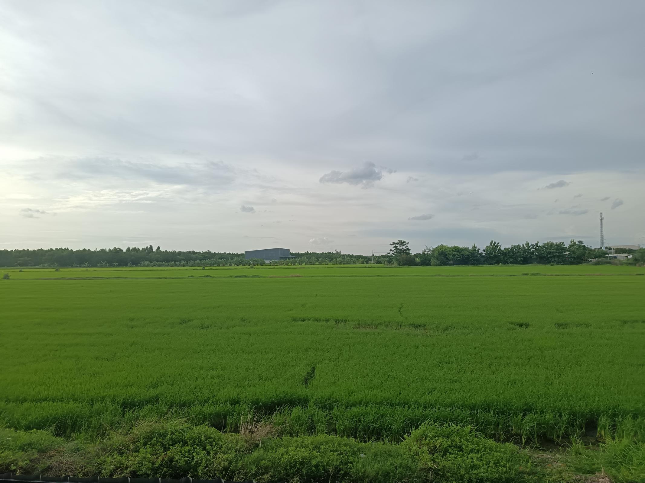 ร้าน สัตว์เลี้ยง​รังสิต​