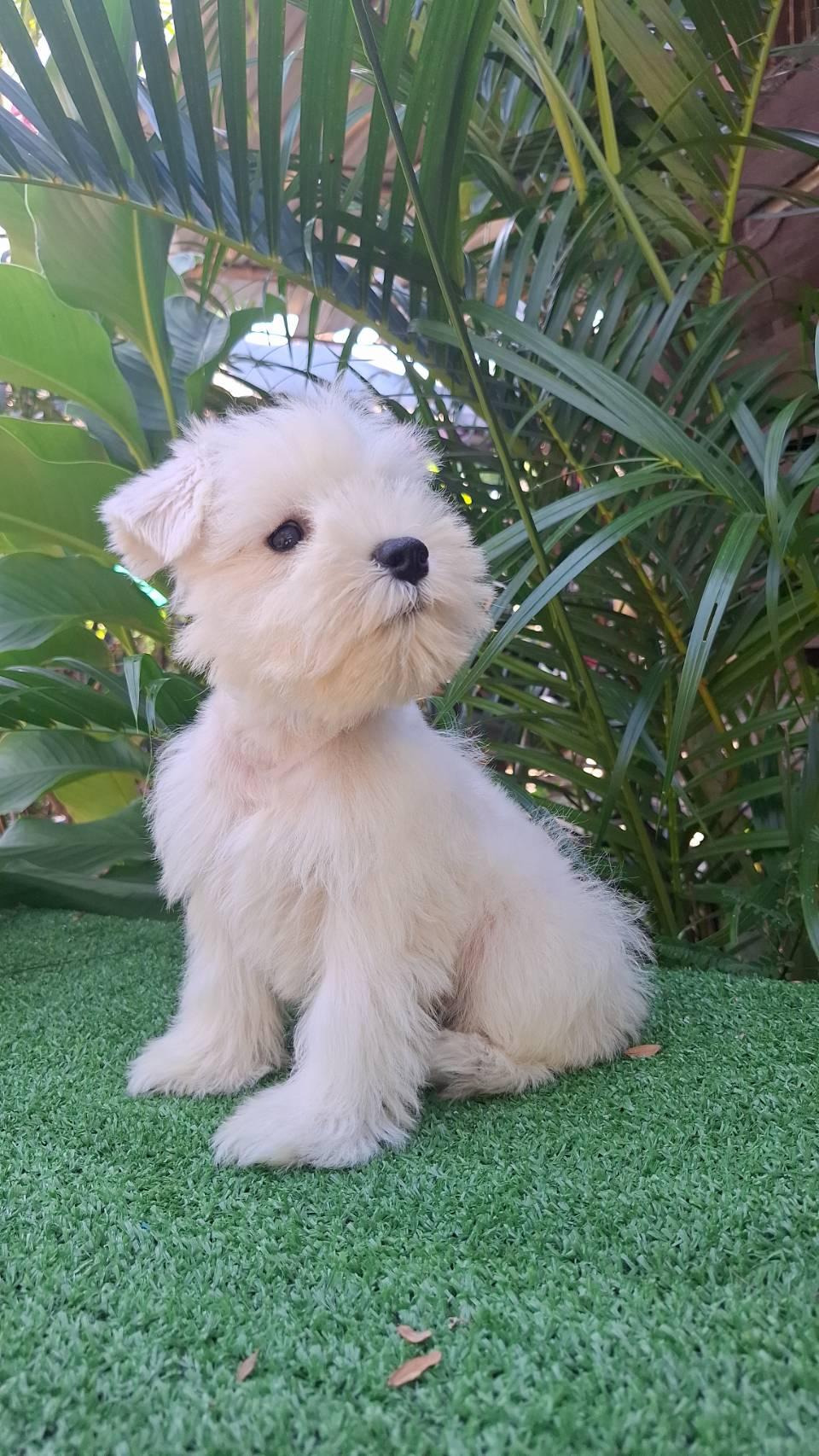 ร้าน บ้านหมา คุณต่อ