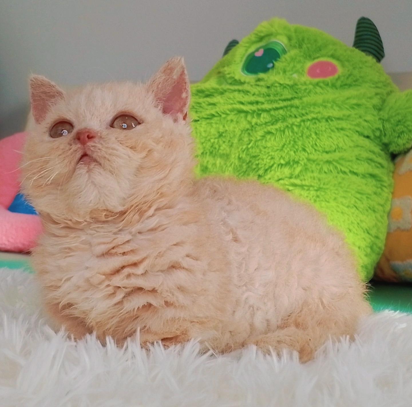 ร้าน oscat cattery 