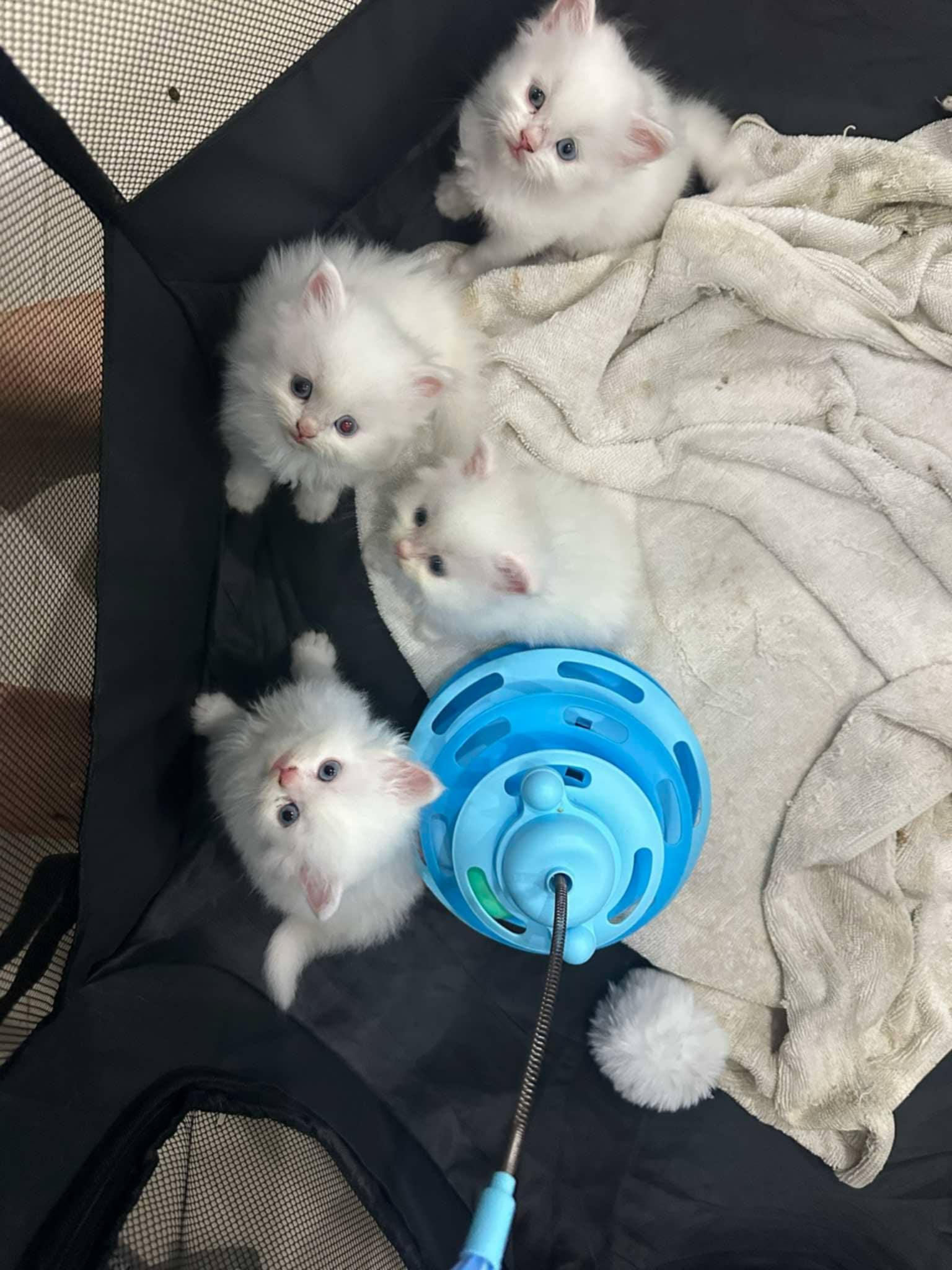 ร้าน HomeCat163