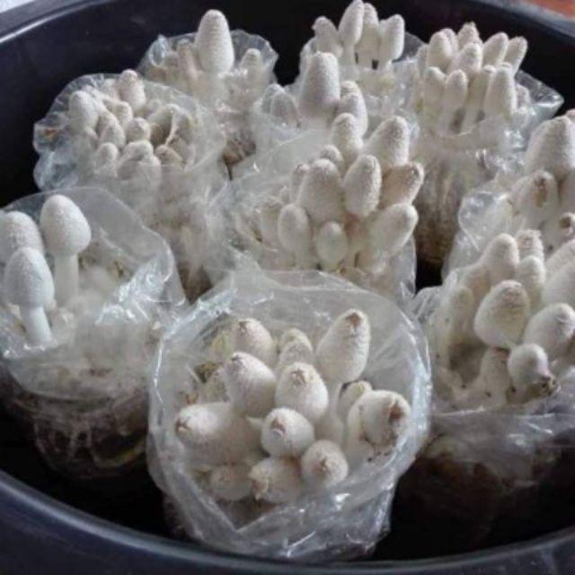 ร้าน jiabnoy1517