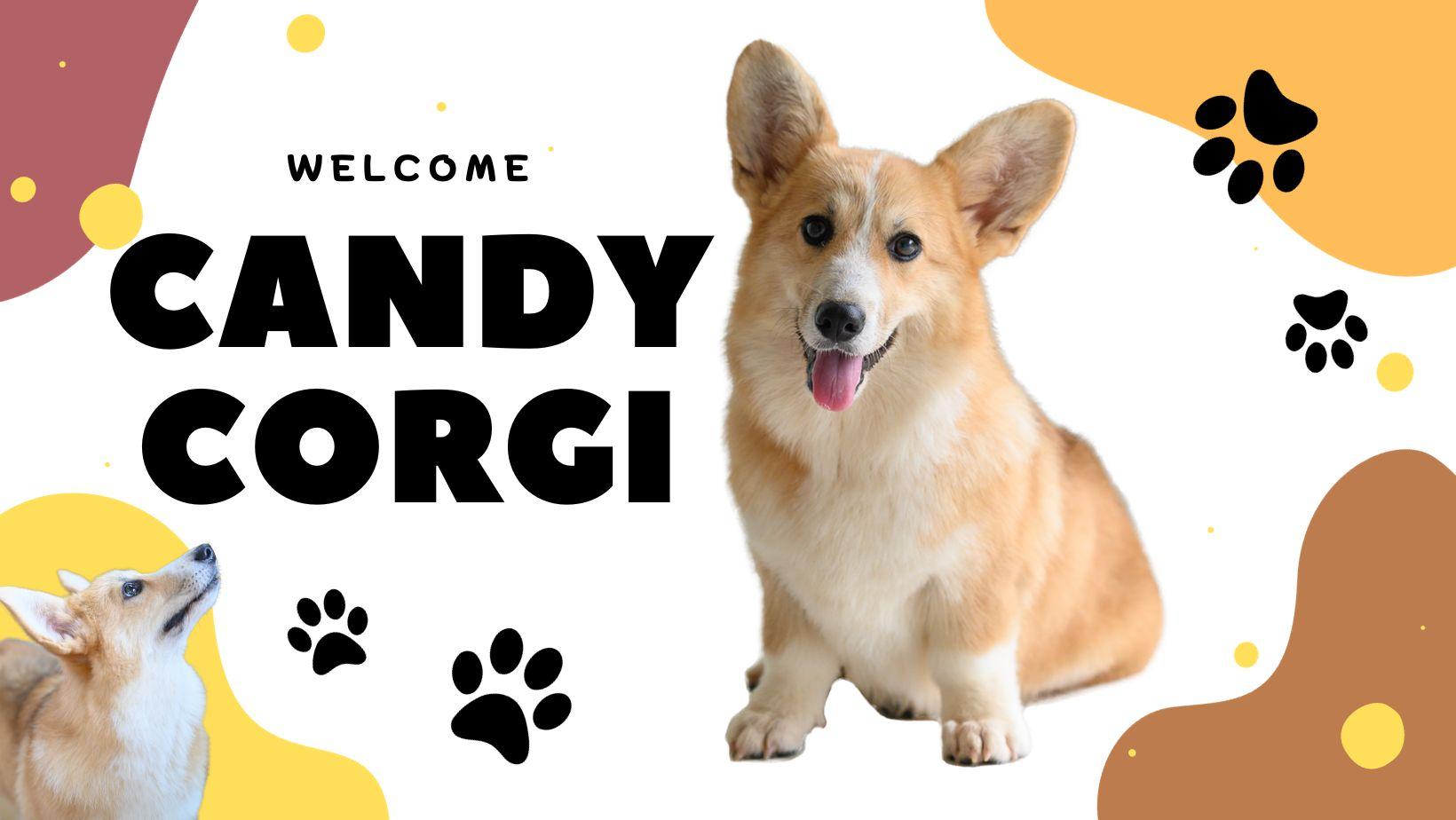 ร้าน Candycorgi